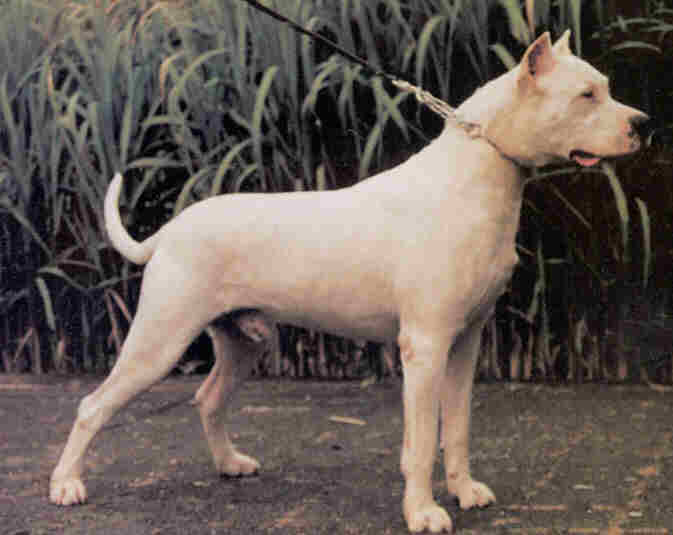 Dogo argentino